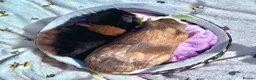 Guinea Pig rodents for sale: Daisy & Poppy, Female Guinea Sisters (2yo in June) in Cowbridge - Advert 5