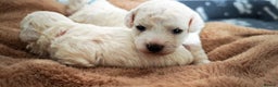 Bichon Frise dogs for sale: Sweet Bichon Frise puppies- Champion Bloodline  - Advert 17