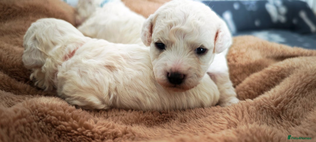 Bichon Frise dogs for sale: Sweet Bichon Frise puppies- Champion Bloodline  - Advert 17