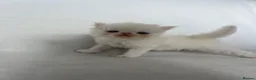 Persian cats for sale: GCCF Registered Persian Kittens - Advert 15