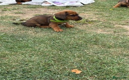 Dachshund dogs for sale: Dachshund puppies  - Image 6