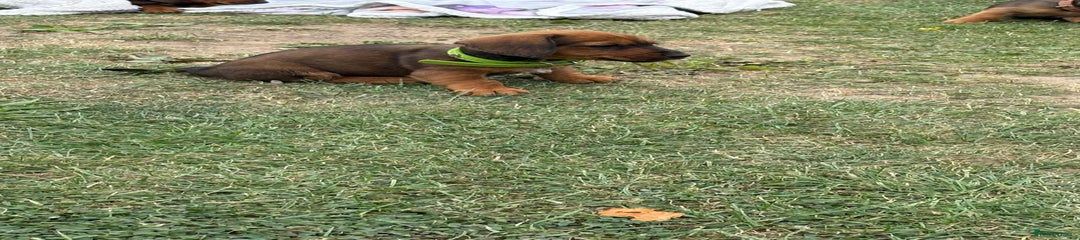 Dachshund Puppy 1