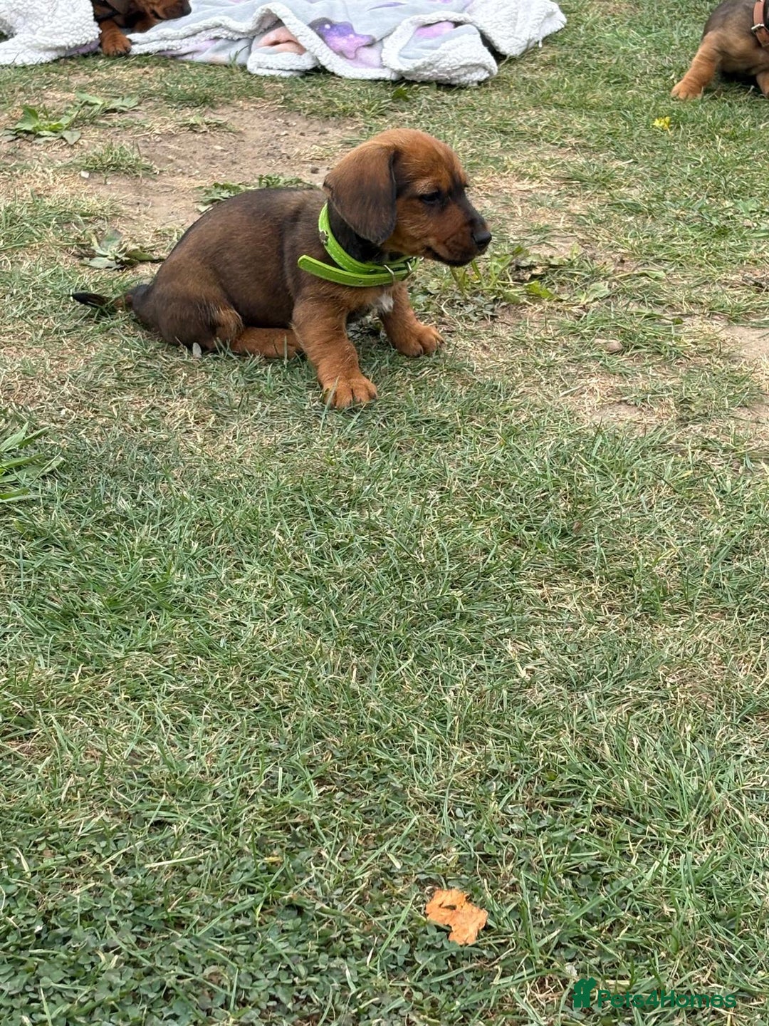 Dachshund dogs for sale: Dachshund puppies  - Image 6