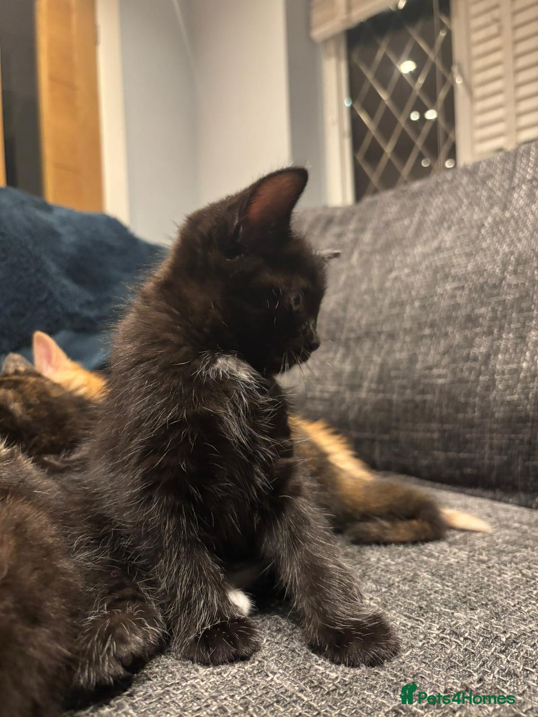 Mixed Breed cats for sale: **2 kittens left*** Beautiful litter - Image 6