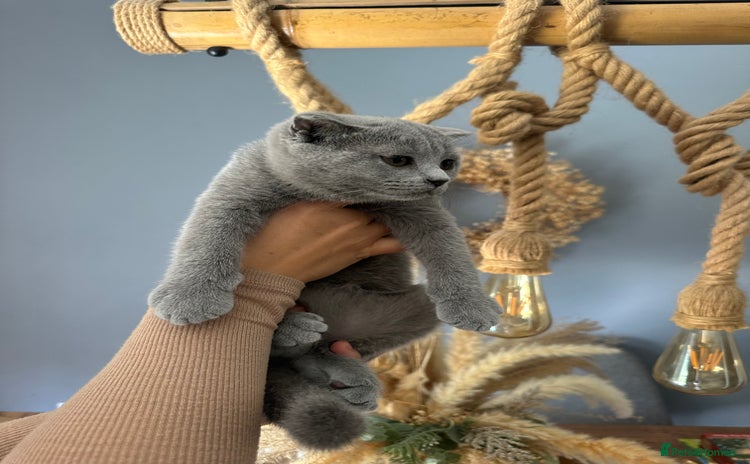 Scottish Fold cats - Advert 15