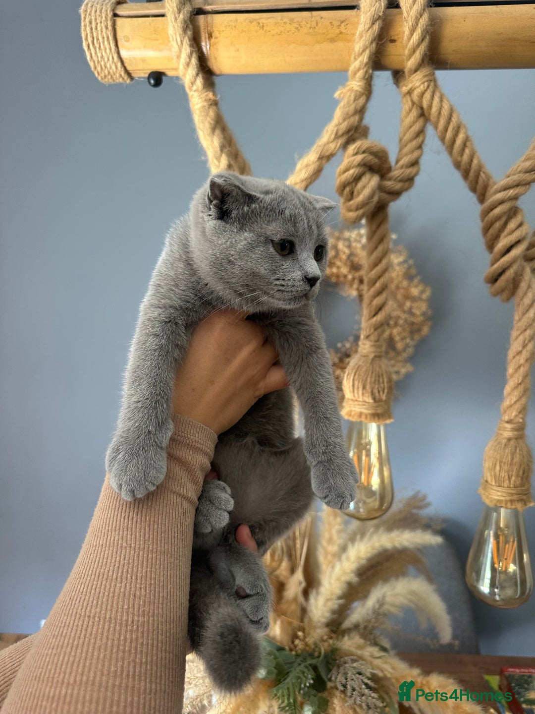 Scottish Fold cats for sale: Reduced!!! Lovely Scottish Fold female  - Image 1