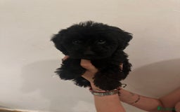 Yorkiepoo dogs for sale: 5 Beautiful F1 Yorkiepoo’s - Image 14