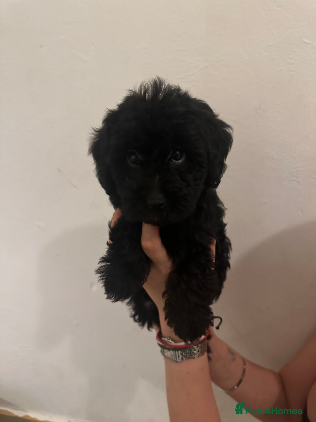 Yorkiepoo dogs for sale: 5 Beautiful F1 Yorkiepoo’s - Image 14