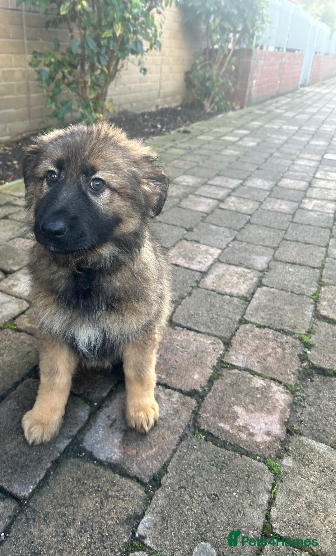 German Shepherd dogs for sale: stunning German Shepard puppies - Advert 4