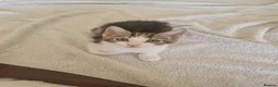 Mixed Breed cats for sale: Kitten for sale  - Advert 16