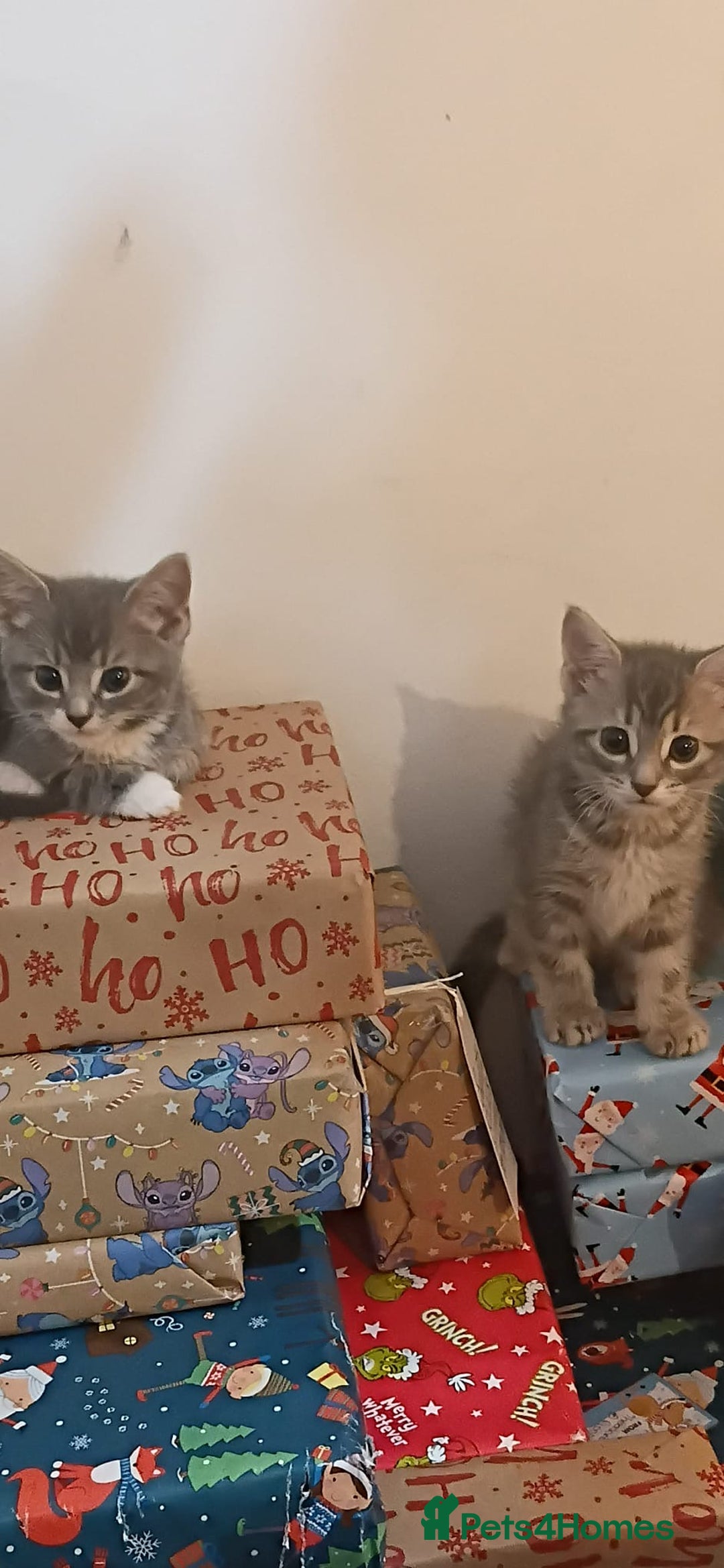 Mixed Breed cats for sale: 3 Blue British shorthair and Mancoon mixed kittens - Advert 2