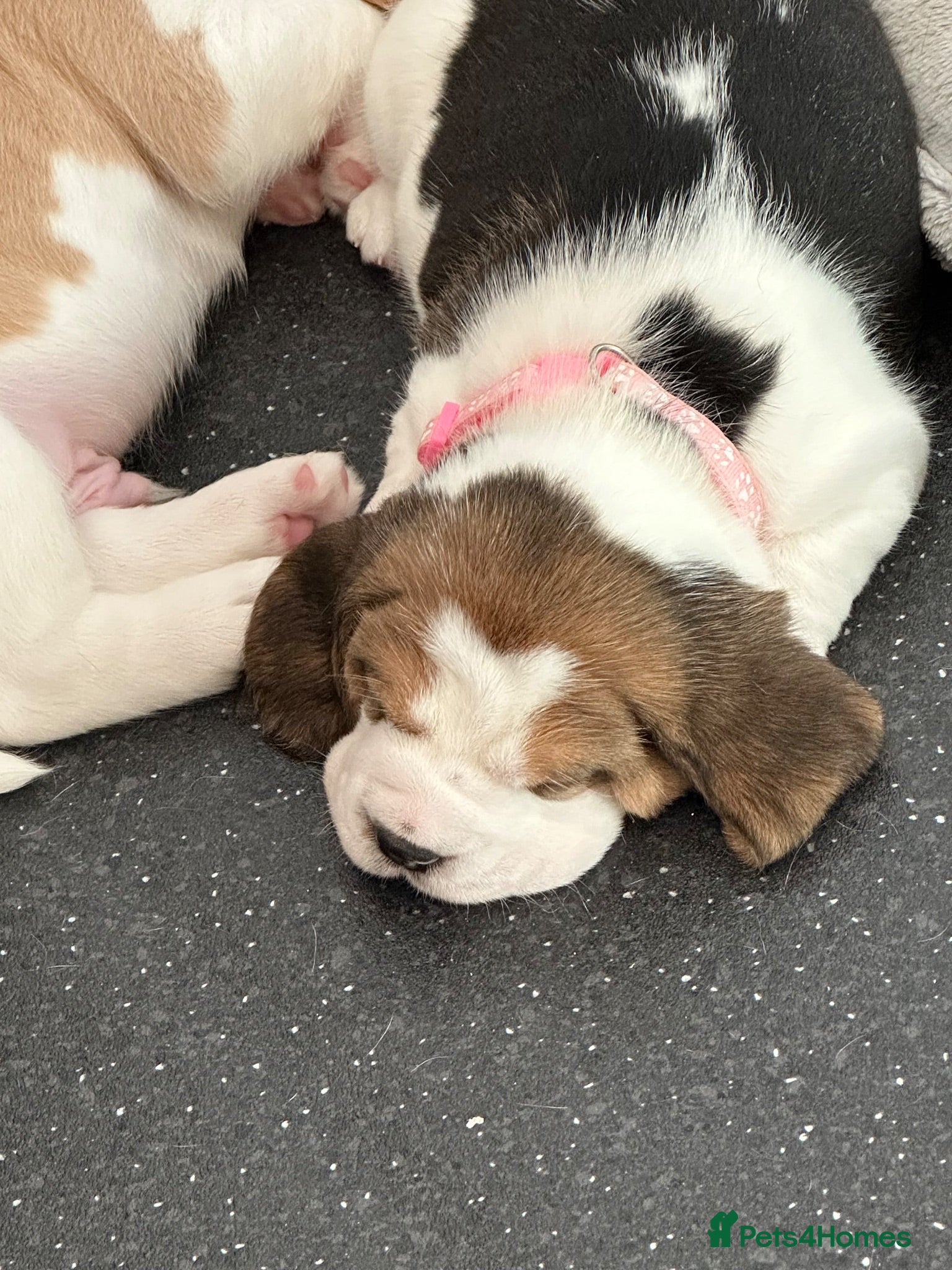 Beagle dogs Beautiful KC registered 5th gen pedigree puppies - Advert 2