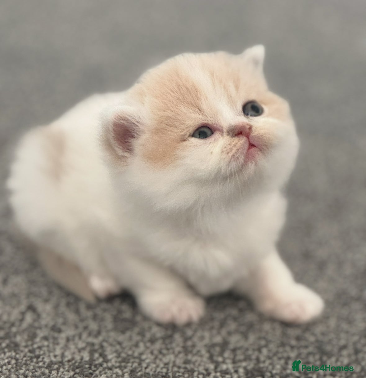 British Shorthair cats Tica SGC dam Lilac tortie and white daughter  - Advert 9