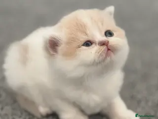 British Shorthair cats Tica SGC dam Lilac tortie and white daughter - Advert 9