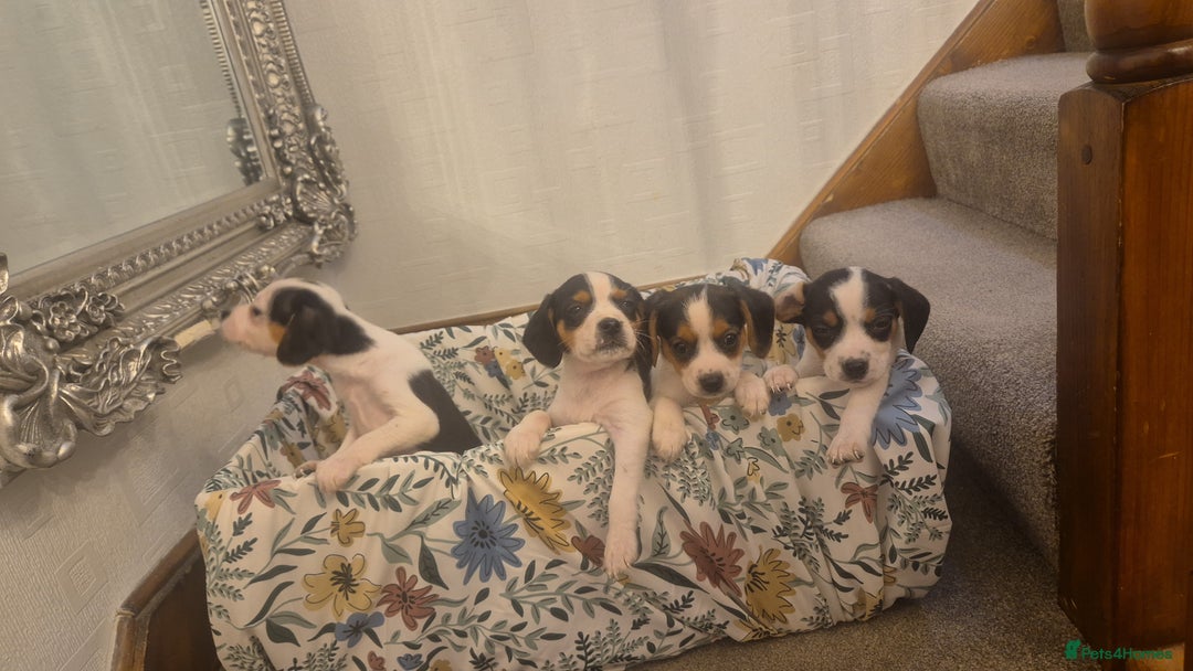 Mixed Breed dogs for sale: Jack russell x cavalier king Charles  - Image 6