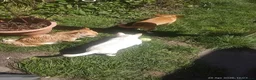 Chihuahua dogs for sale: Peanut and Lil Bear  - Advert 14