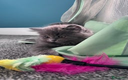 British Longhair cats for sale: British longhair ready for home in Watford - Image 3