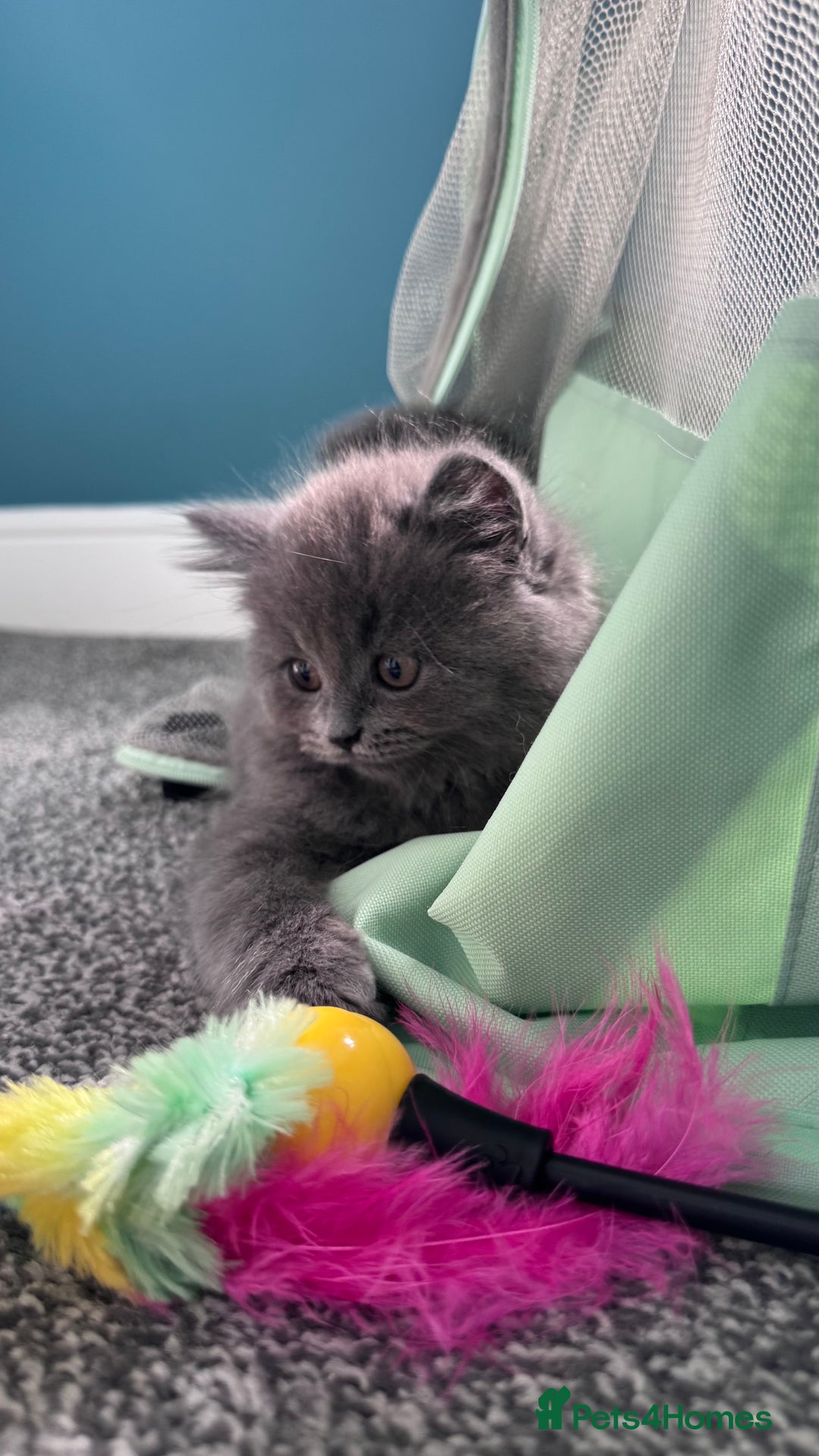 British Longhair cats for sale: British longhair ready for home in Watford - Image 3