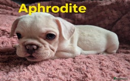 French Bulldog dogs for sale: French bulldog pups ❤️ - Image 21