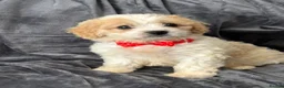 Cavapoo dogs for sale: F1 Cavapoo’s ready for new homes-1 boy & 3 girls - Advert 7