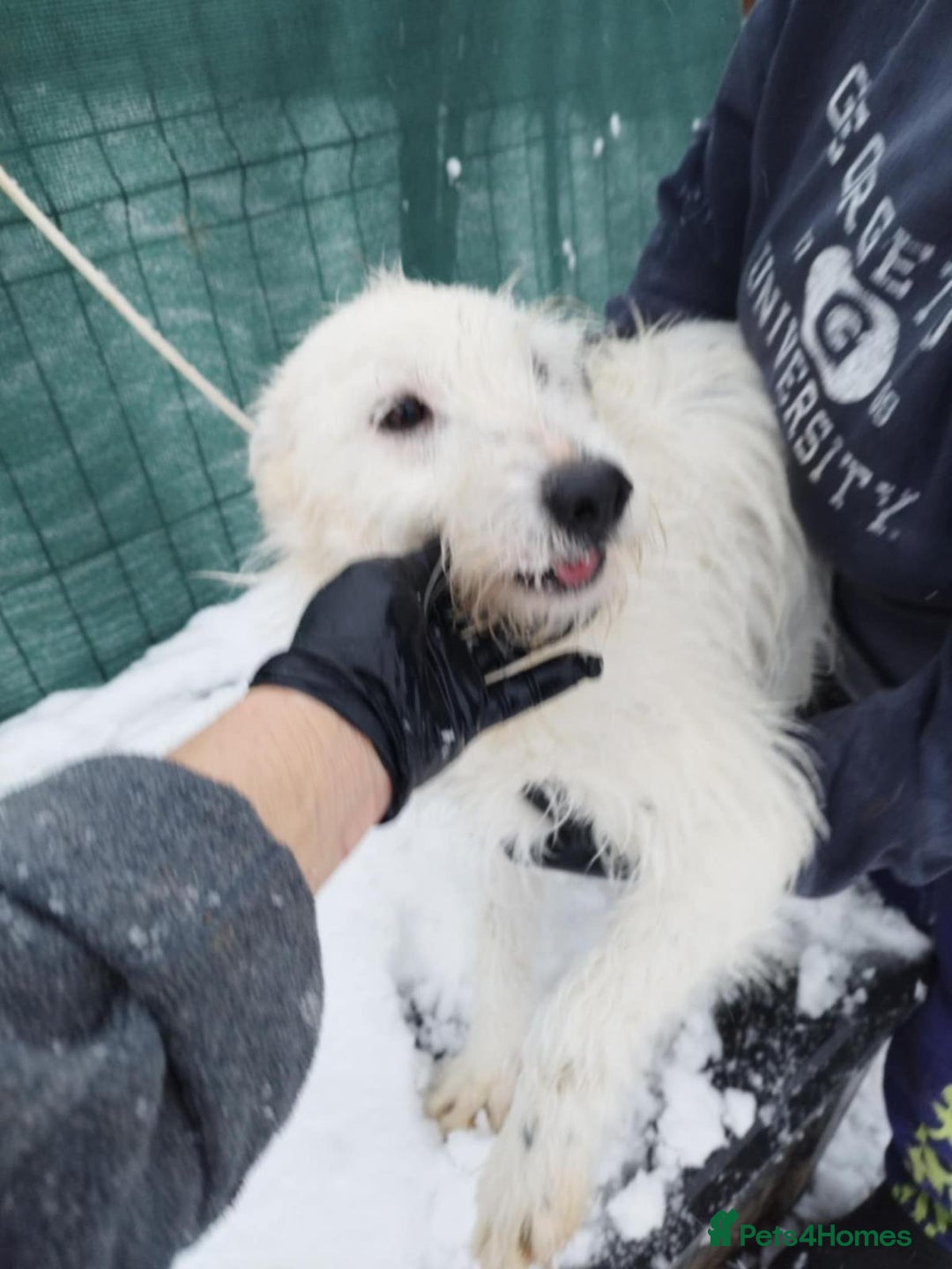 Mixed Breed dogs for adoption: ADRIAN 🤍 a Scruffy, Gentle Soul for a Loving Home - Advert 6