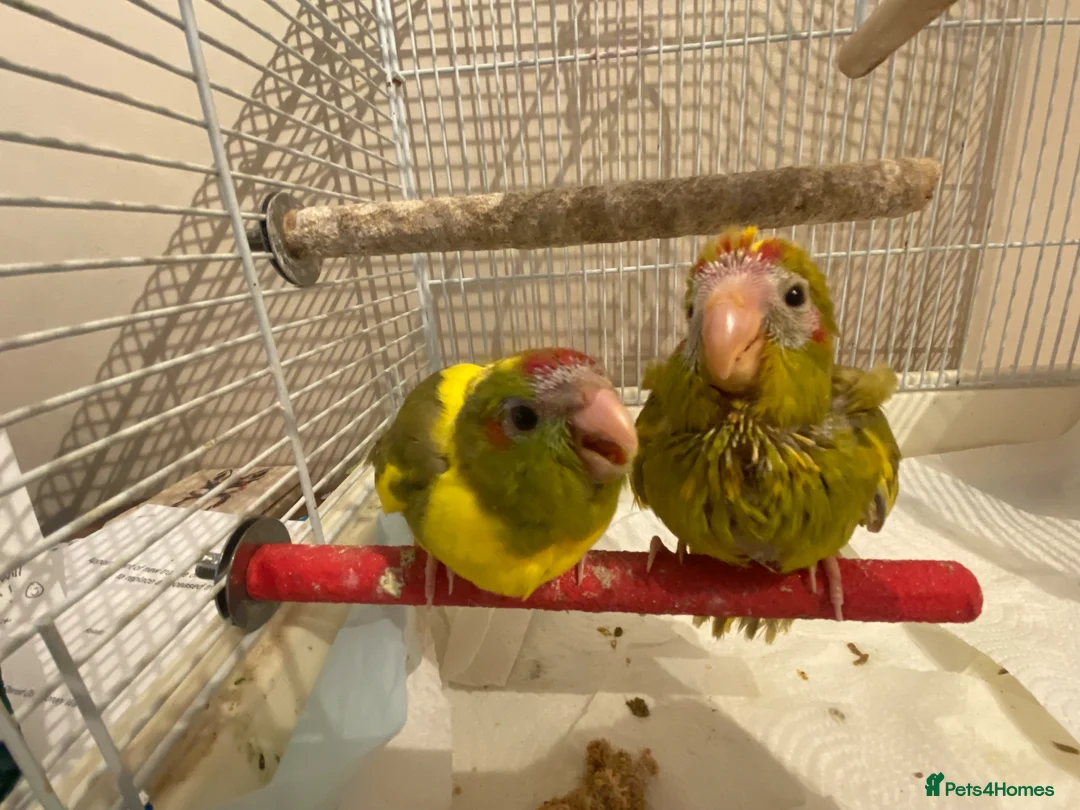 Parakeets birds for sale: Breeding pair of Kakarikis - Advert 7