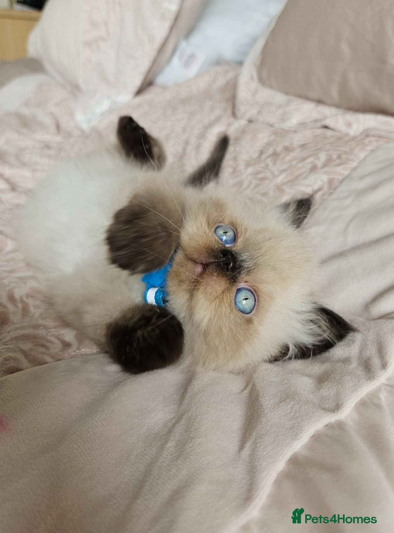 Persian cats for sale:  😻 Stunning Pedigree Persian Kittens😻 - Advert 5