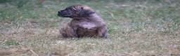 Presa Canario dogs for sale: World class presa canarios  - Advert 13
