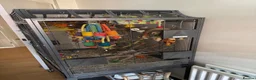 Conures birds for sale: Hand-Tame & Cuddly 3yo Male Turquoise Conure (DNA) in Swindon - Advert 3