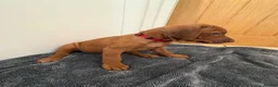 Rhodesian Ridgeback dogs for sale: Rhodesian Ridgeback puppies in Walsall - Advert 13