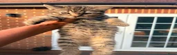 British Shorthair cats for sale: Stunning British Shorthair Kittens Ready Now! - Advert 13