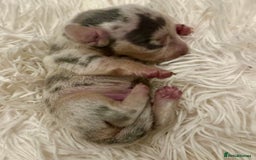 Miniature Dachshund dogs for sale: KC Miniature Dachshunds Blue and Cream dapple - Image 5