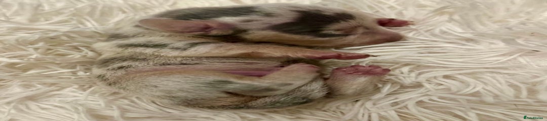 Miniature Dachshund Puppy 1