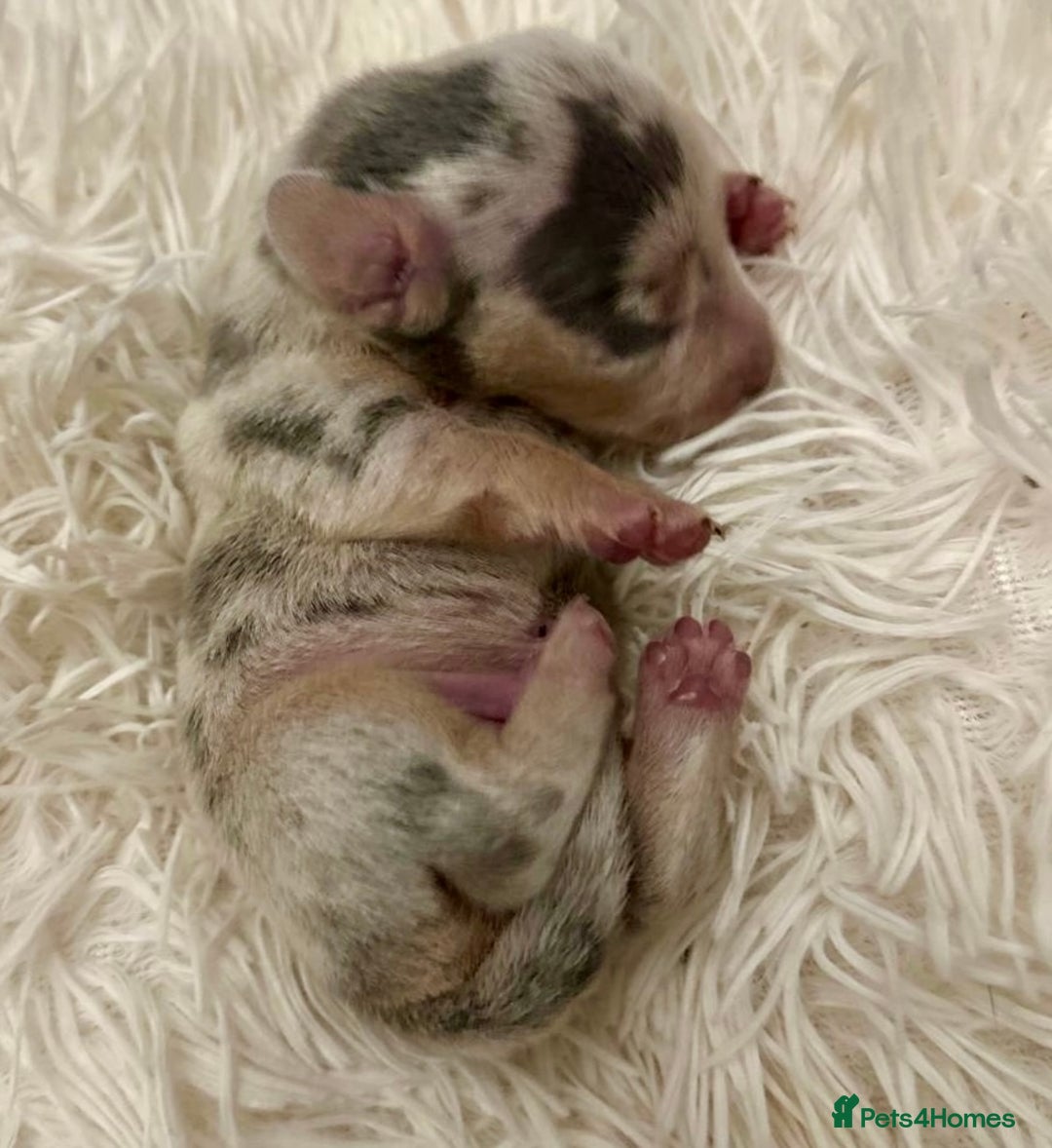 Miniature Dachshund dogs for sale: KC Miniature Dachshunds Blue and Cream dapple - Image 5