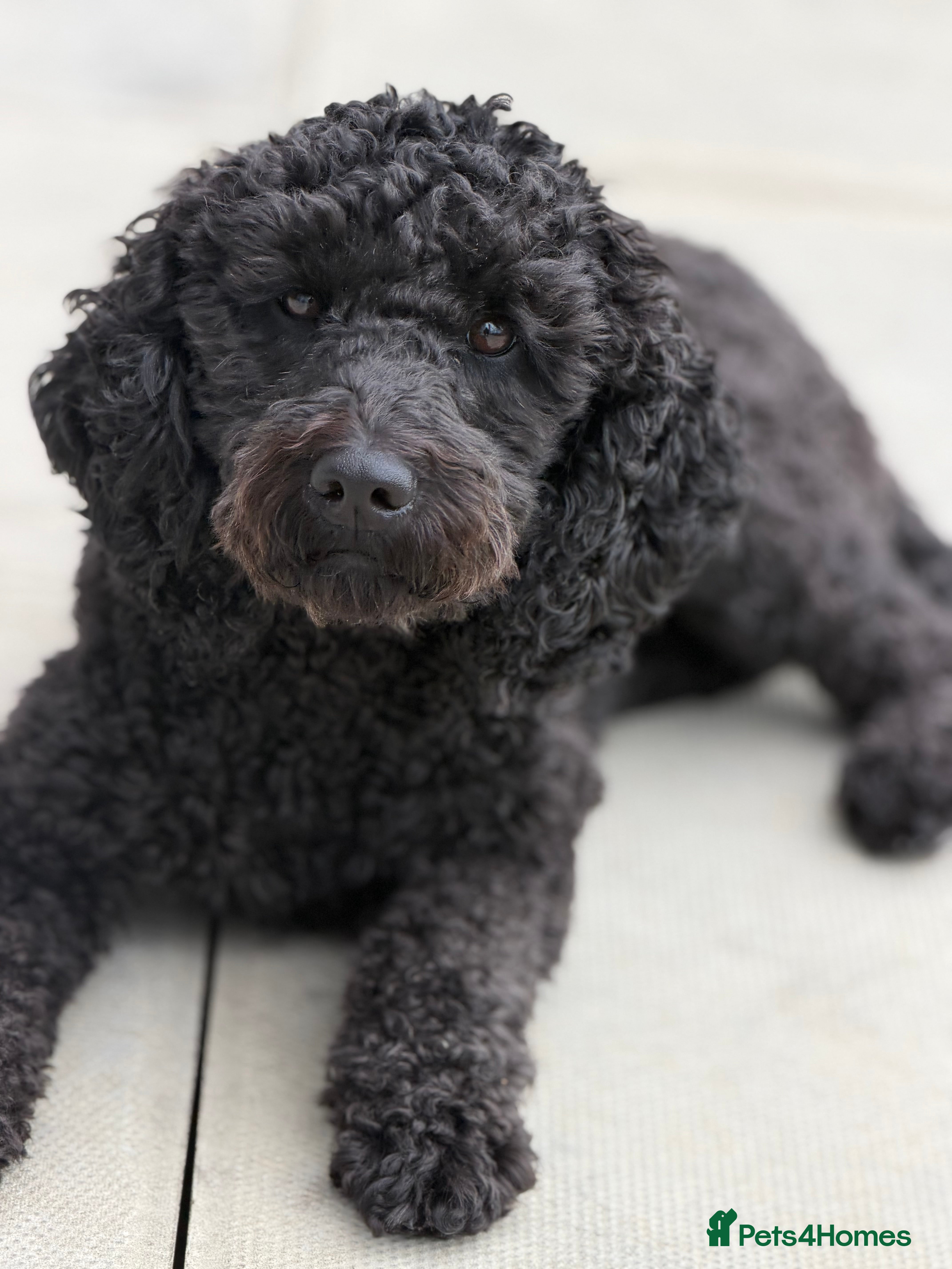 Cockapoo dogs Adorable Puppies Looking for Their Forever Homes! - Advert 18