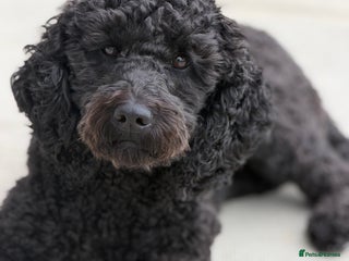 Cockapoo dogs Adorable Puppies Looking for Their Forever Homes! - Advert 1