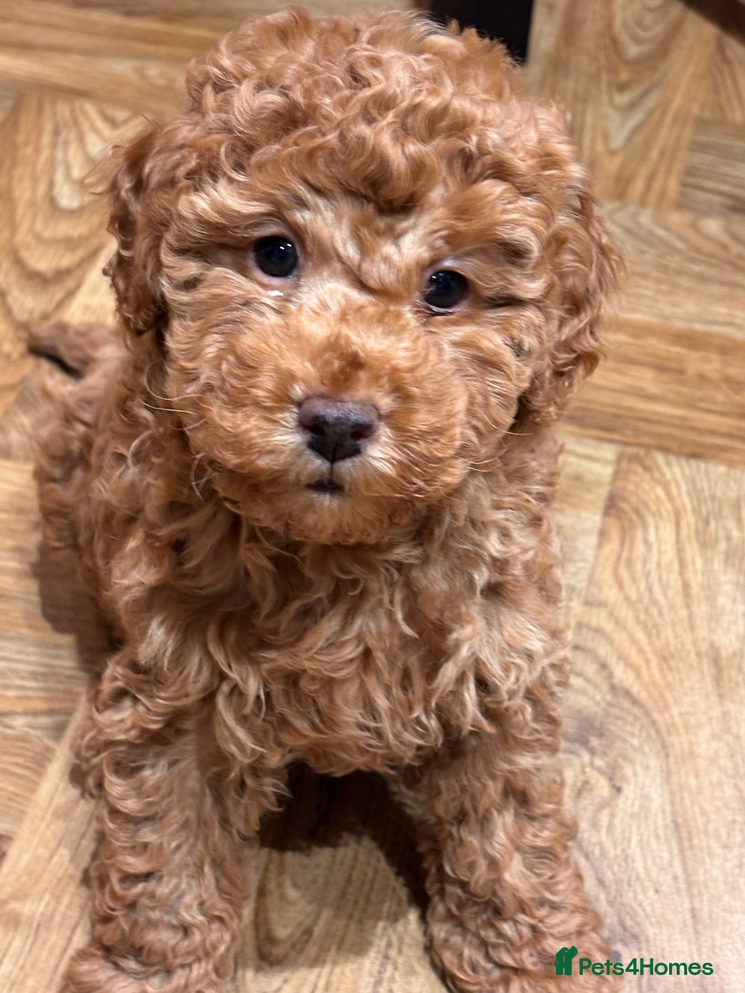 Mixed Breed dogs for sale: Smaller sized toy x mini poodle puppies  - Advert 8