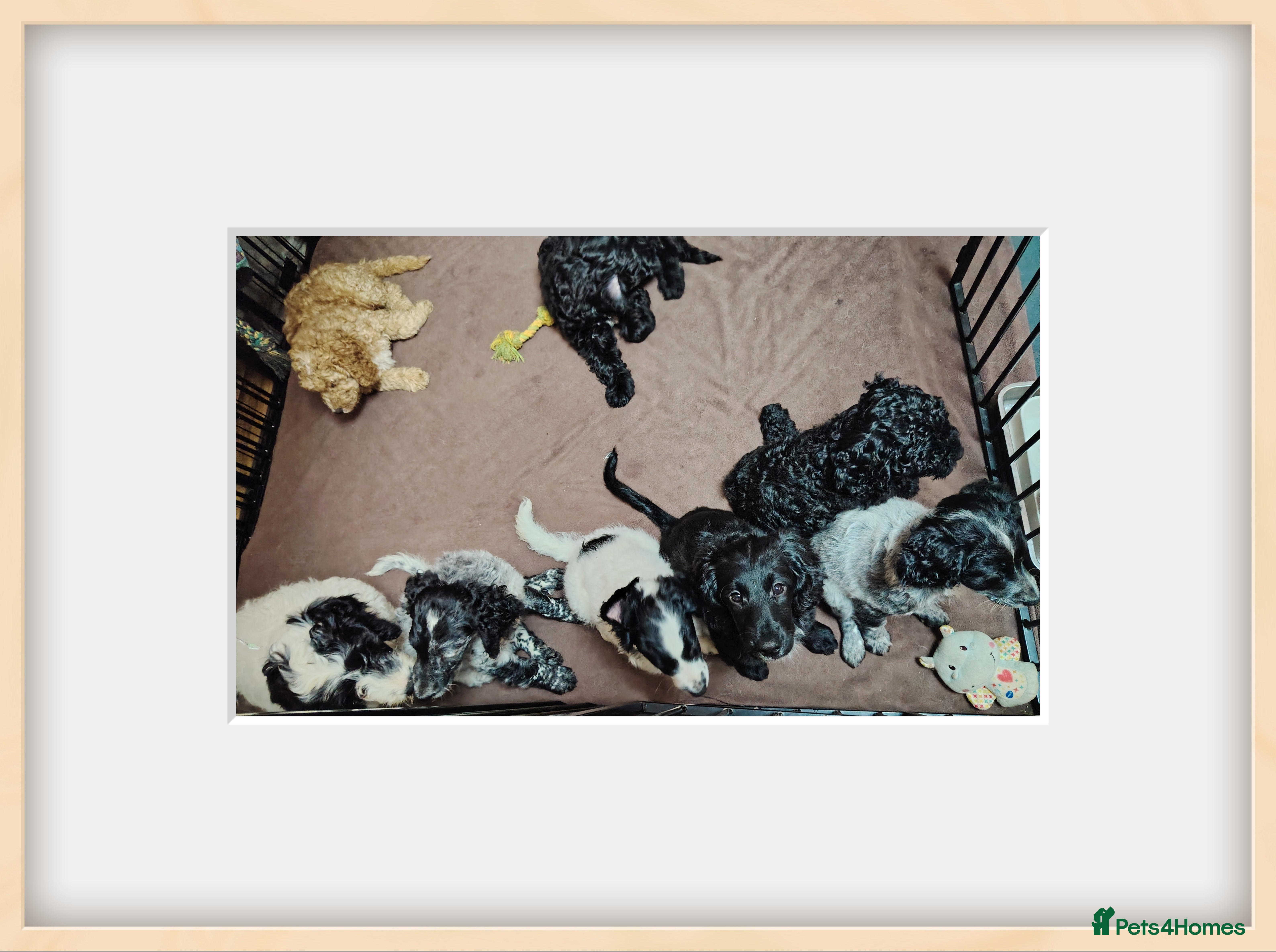 Cockapoo dogs F2 cockapoo puppies  - Advert 2