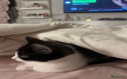 Domestic Shorthair cats for sale: 10 week old kitten | Ready to collect ASAP - Image 4