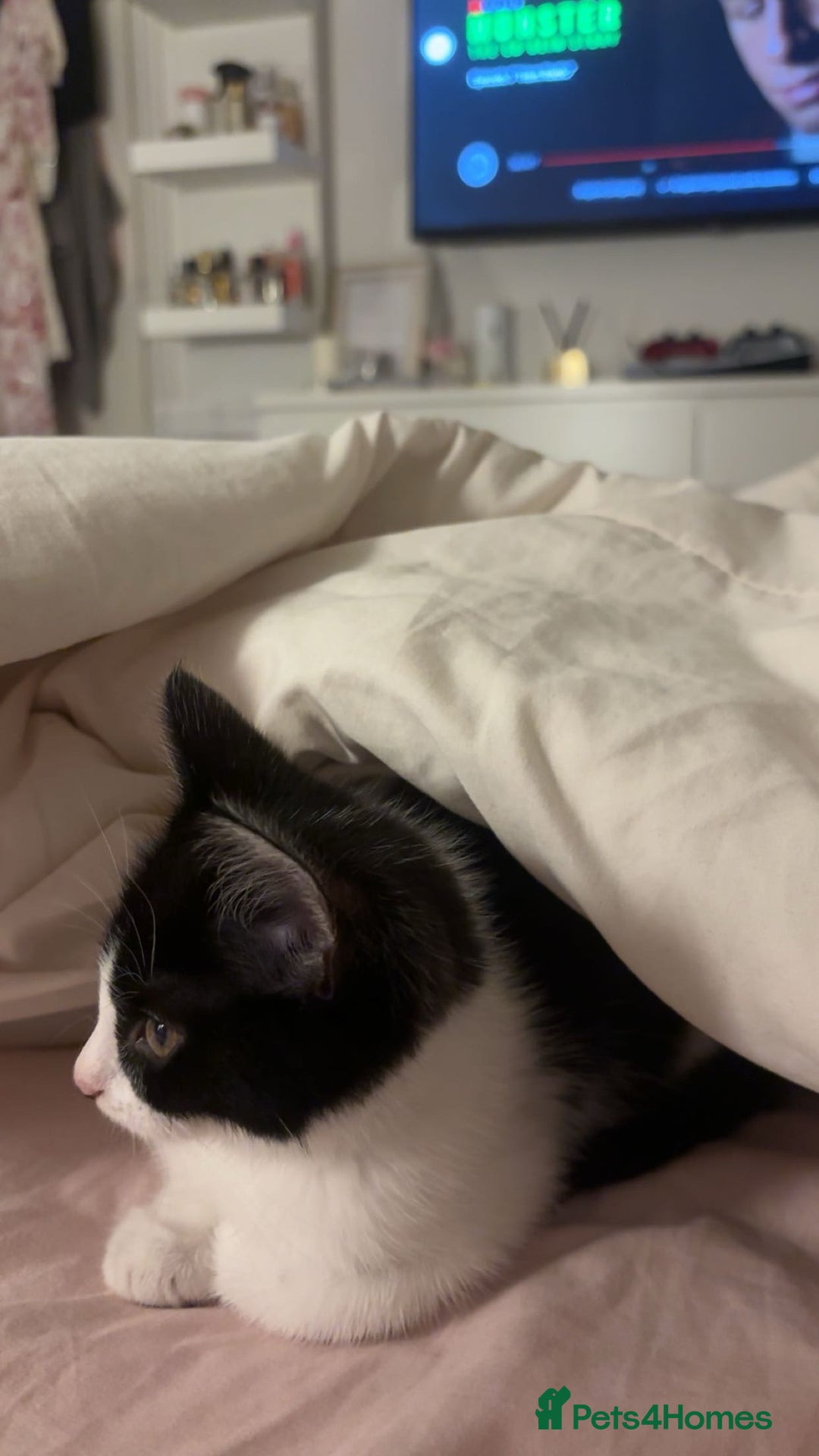 Domestic Shorthair cats for sale: 10 week old kitten | Ready to collect ASAP - Image 4