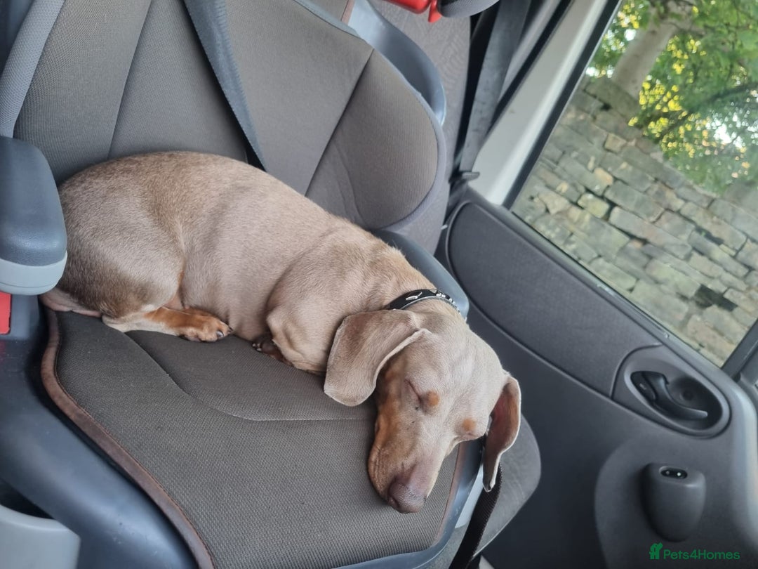 Miniature Dachshund dogs for sale: ❤️KC registred miniature daschund❤️ - Advert 4