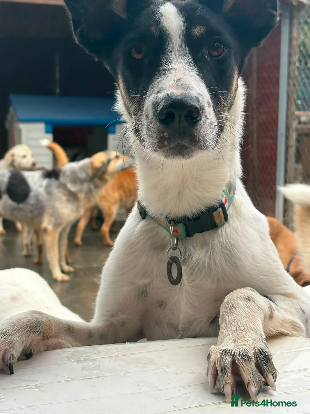 Mixed Breed dogs for adoption: Max - Norwich Norfolk  - Advert 2