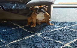 English Bulldog dogs for stud: Traditional standard bulldog for stud  - Image 4