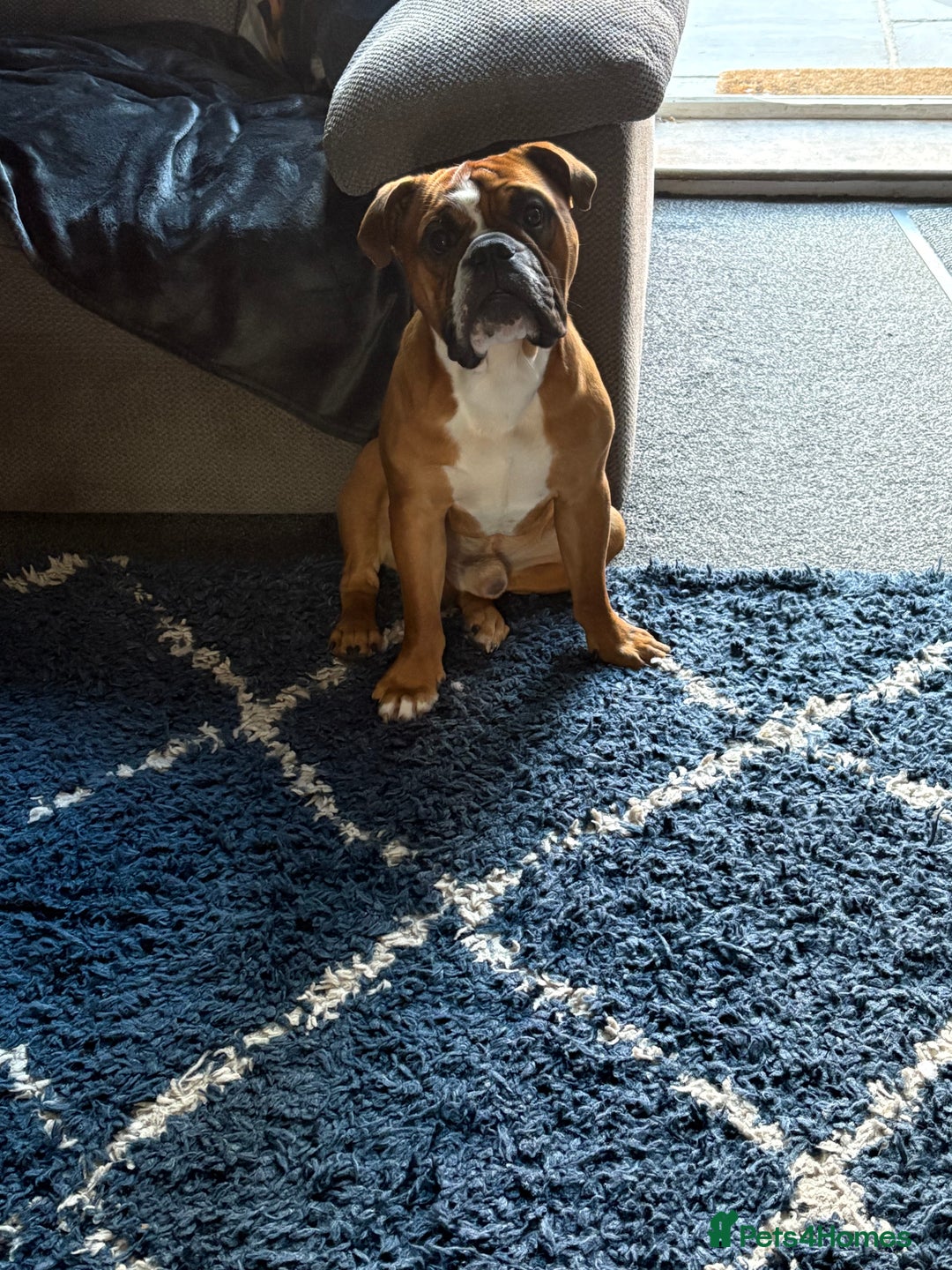 English Bulldog dogs for stud: Traditional standard bulldog for stud  - Image 4