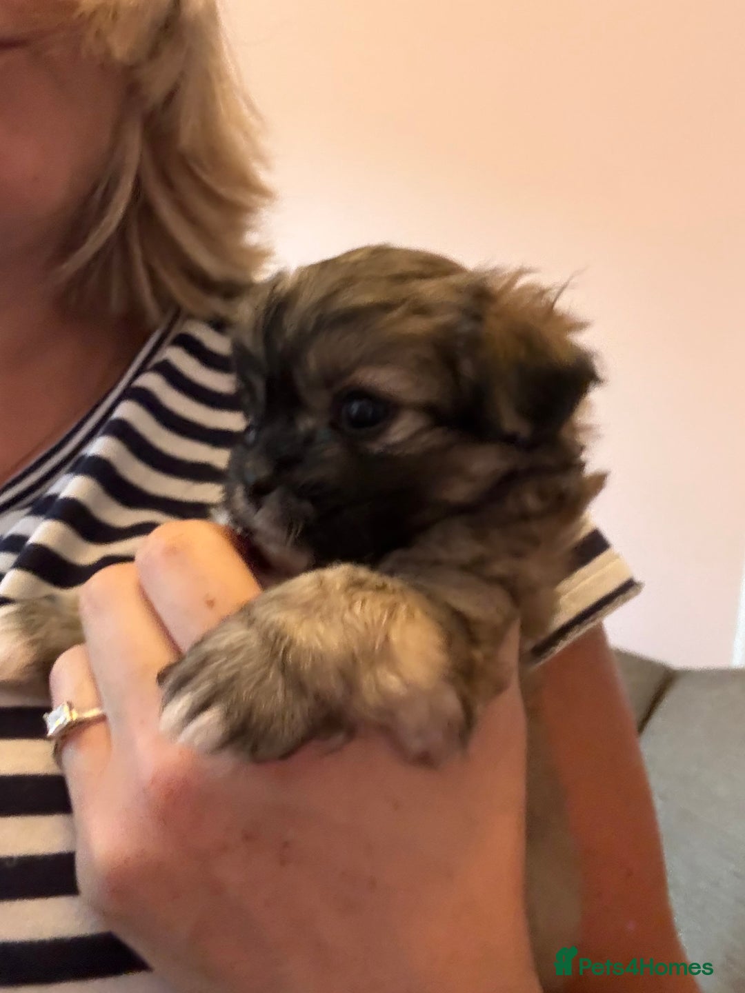 Mixed Breed dogs for sale: Peke’a’tease  - Image 21