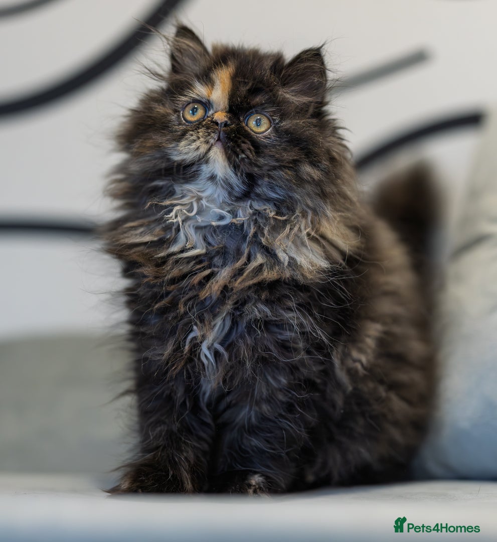 Exotic cats for sale: GCCF Registered - Advert 11