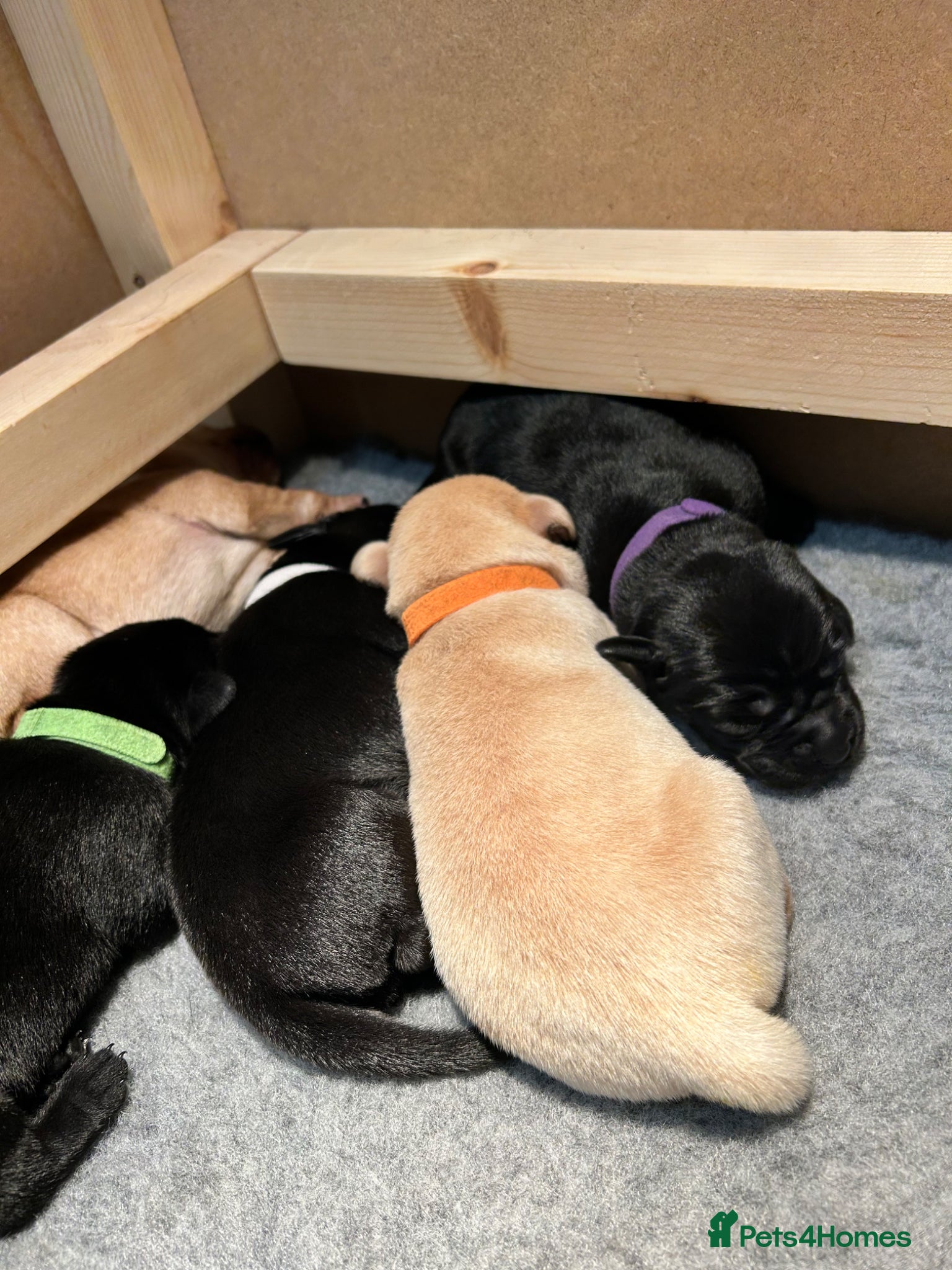 Labrador Retriever dogs Gorgeous Litter of Labrador puppies - Advert 2