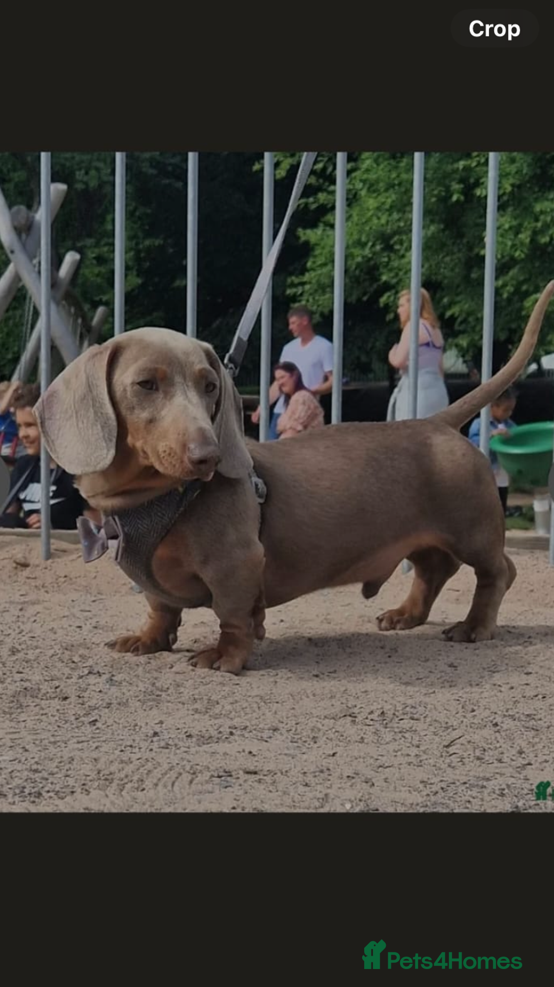 Miniature Dachshund dogs for sale: KC Reg Mini Dachshund  - Advert 3