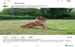 German Shepherd dogs for sale: Rare Isabella German Shepherd - Image 5
