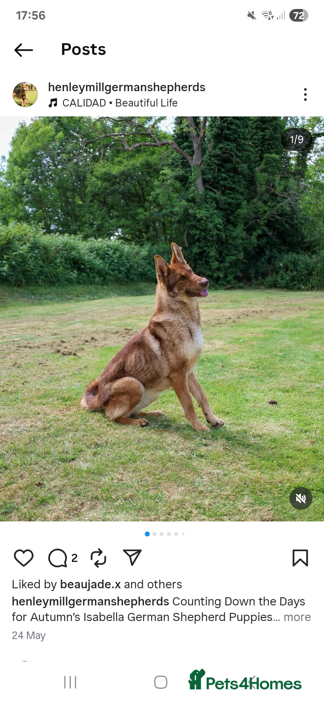 German Shepherd dogs for sale: Rare Isabella German Shepherd - Image 5